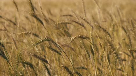 Superzeitlupenaufnahme-Von-Weizenstrohhalmen,-Die-An-Windigen-Tagen-Schwanken,-Getreideplantagenkonzept