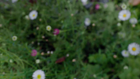 Hovering-over-some-daisies-in-this-handheld-garden-shot