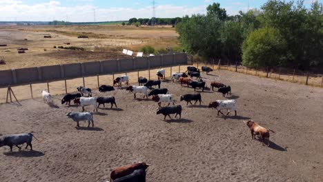 Bulls-and-oxen-on-a-farm,-aerial-view-1