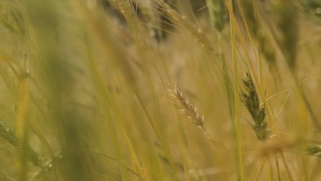Wheat-field-close-up,-straws-swaying-in-the-wind,-Camera-moving-among-Wheat-ears,-Slow-motion