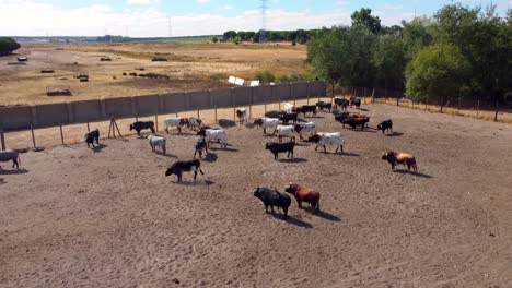 Bulls-and-oxen-on-a-farm,-aerial-view-4