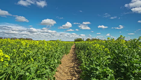 Rows-of-rapeseed-on-fertile-farmland-with-a-picturesque-summer-cloudscape-overhead---time-lapse
