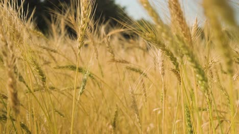Nahaufnahme-Von-Weizenähren,-Die-Sanft-Im-Wind-Wehen,-Goldene-Weizenfeldplantage