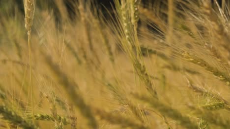 Slow-motion-shot-of-golden-spikelets-swaying-in-the-wind-in-cereal-plantation-landscape,-Close-up