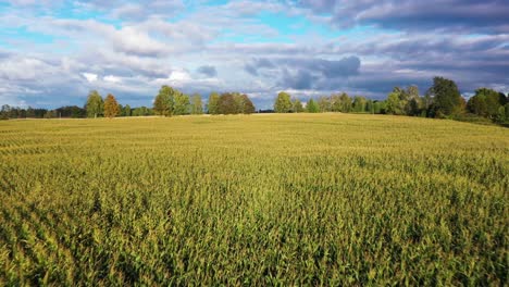 Anbau-Von-Biomasse-Für-Einen-Bauernhof-Auf-Einem-Maisfeld,-Luft-Nach-Vorne-Zur-Goldenen-Stunde