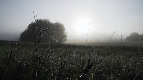 Morning-fog-in-a-German-field-with-droplets-hanging-from-the-tall-grass