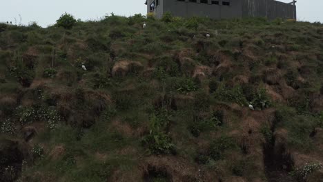 Puffin-colony-nesting-ground-on-grass-cliff-in-Iceland,-Hafnarhólmi