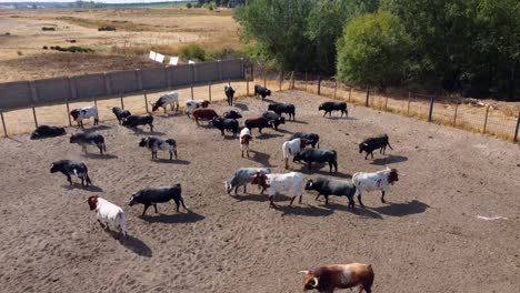 Bulls-and-oxen-on-a-farm,-aerial-view