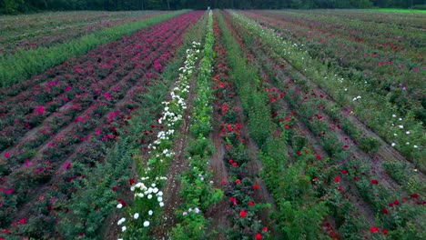 Close-to-ground-aerial-of-long-rows-in-a-commercial-flowers-farm