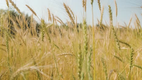 Tracking-shot-Along-Golden-wheat-ears-on-countryside-field,-dolly-left-to-right