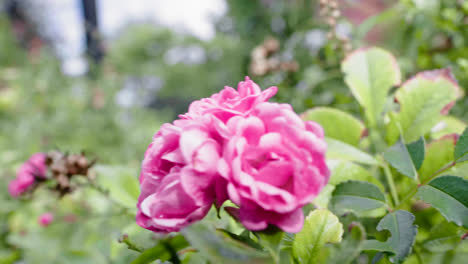 In-this-handheld-shot-we-view-some-plants-and-flowers,-and-a-beautiful-pink-rose