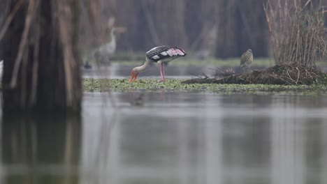 Gemalter-Storchvogel,-Der-Während-Des-Nebligen-Wintermorgens-Nahrung-Im-Wasser-Sucht