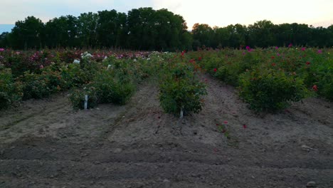 Side-view-dolly-shot-of-rows-in-a-commercial-flower-farm