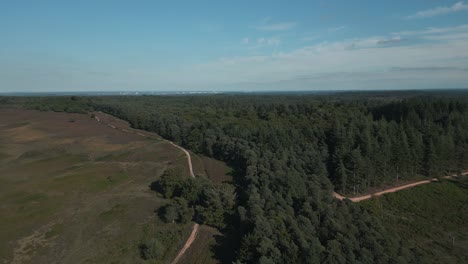 Aerial-shot-pushing-forward-while-descending-over-forest-at-daytime-with-blue-sky