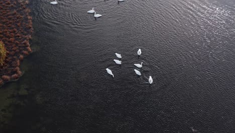 White-swans-floating-peacefully-in-small-water-pond-on-sunny-day,-aerial