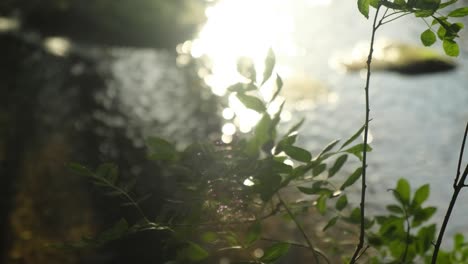 Zweig-Der-Grünen-Blätter,-Die-Mit-Verschwommenen-Fluss--Und-Sonnenlichtreflexionen-Im-Hintergrund-Winken,-Nahaufnahme