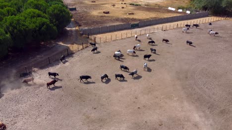 Bulls-and-oxen-on-a-farm,-aerial-view-3