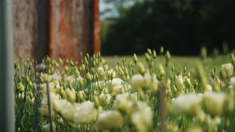Tulpenblumen-Im-Gewächshaus-öffnen-Gimbal-Aufnahme
