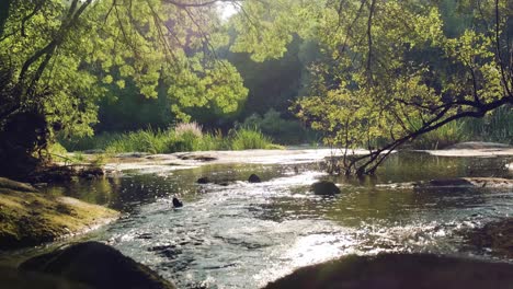 Ruhiger-Fluss-Flussabwärts-Mit-Sonnenlichtreflexion-Auf-Der-Wasseroberfläche,-Schöne-Waldlandschaft