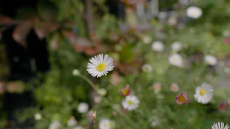 A-bug-flying-of-a-daisy-in-this-garden