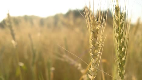 Close-up-shot-of-Wheat-spikelets-on-sunny-day,-Blurred-Wheat-field-in-background,-Static