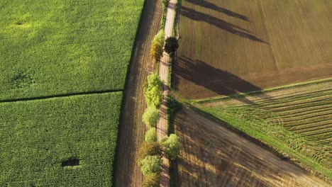 Black-car-drives-on-a-rural-dirt-road-between-cornfield-and-arable-soil,-aerial-view