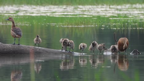 Whistling-duck-chicks-in-pond-area-
