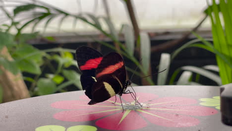 Closeup-shot-of-a-butterfly-standing-on-a-table-slowly-flapping-its-wings,-plants-in-the-background
