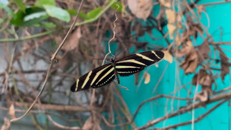 Nahaufnahme-Eines-Schmetterlings,-Der-An-Einer-Rebe-Hängt-Und-Langsam-Mit-Den-Flügeln-Schlägt