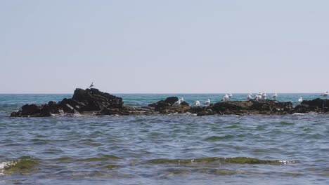 Seagulls-on-the-rocks-at-the-sea-in-slow-motion