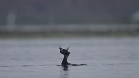 Great-cormorant-fishing-in-morning-in-a-lake-3
