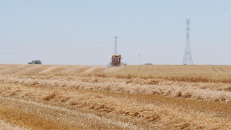 Combine-Harvesting-wheat-field-in-Spain-6