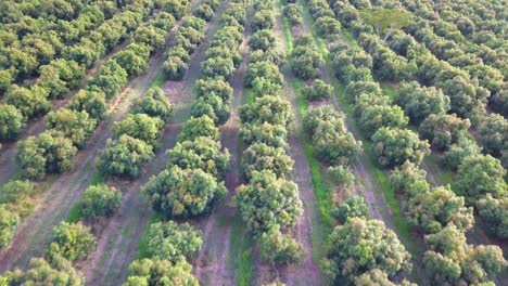 Drone-View-Flying-Over-Rows-of-Trees,-Orchard-Aerial-on-Sunny-Day