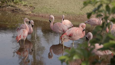 Schöne-Chilenische-Flamingos-Auf-Einem-Teich-Im-Tropischen-Wald