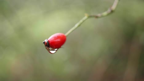 A-close-up-of-a-rosehip-berry-that-falls-partially-out-of-focus
