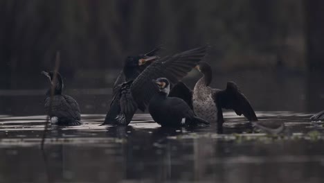A-Flock-of-great-Cormorants-in-lake