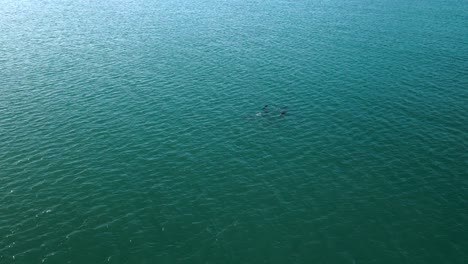 5-Delfines-Jugando-En-El-Mar