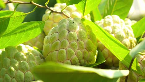 Close-up-shot-of-custard-apple-or-sugar-apple-collected-to-be-sold-in-Vietnamese-market-in-Chi-Lang-district,-Lang-Son-province,-Vietnam-at-daytime