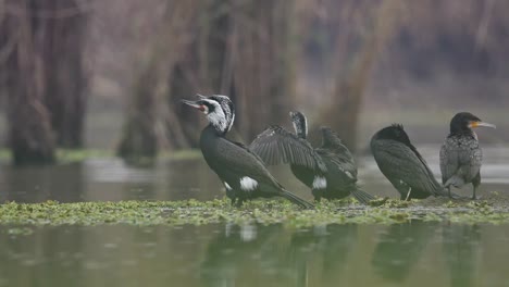 Flock-of-great-cormorants-in-water-pond-in-morning-1