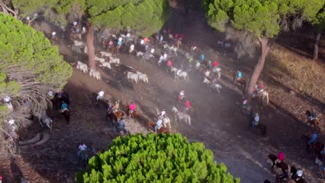 Horsemen-chasing-bulls-through-the-forest,-aerial-view-1