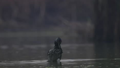 Great-cormorant-resting-in-morning-after-fishing
