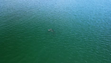Viendo-Una-Manada-De-Delfines-Salpicar-Abajo-En-El-Agua