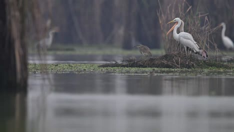 Painted-stork-bird-searching-food-in-water-during-foggy-winter-morning-1