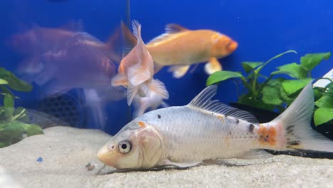 Many-gold-domestic-pet-fish-in-store-glass-tank-see-reflection-slomo-close-up