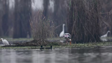 Painted-Stork-Fishing-in-Wetland-Area-1