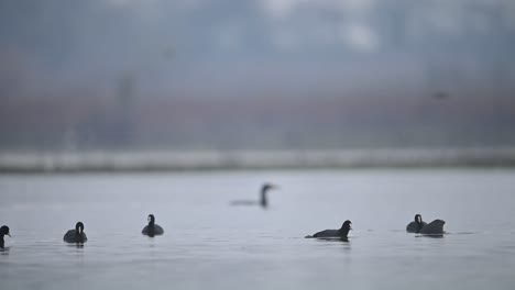 Flock-of-Coot-birds-in-water-in-a-winter-morning
