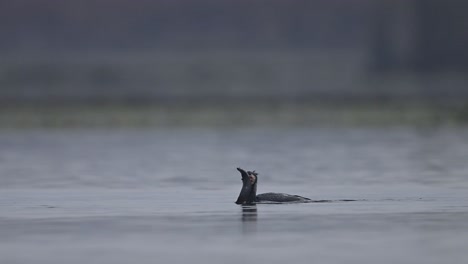 Great-Cormorant-with-fish-in-Morning