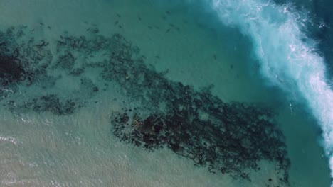 Group-of-Dusky-sharks-in-clear-blue-beach-water---birds-eye,-drone-shot