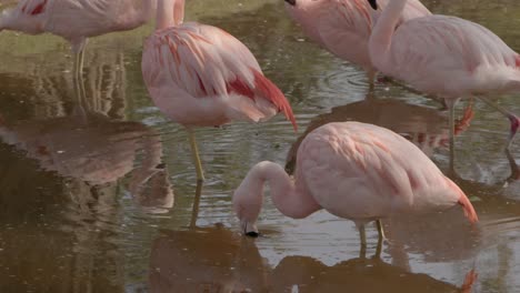 Group-Of-Bright-Pink-Chilean-Flamingo-In-A-Lagoon