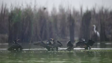 Flock-of-great-cormorants-in-water-pond-in-morning